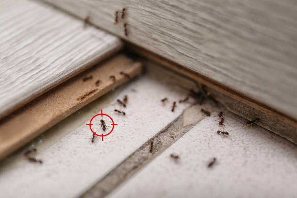 Pest Control for Restaurants in West Menlo Park, CA